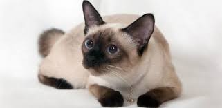 แมววิเชียรมาศ ตรงกับความหมายว่า "เพชรแห่งดวงจันทร์" หรือ "Moon Diamond" บางตำราก็เรียก "แมวแก้ว" ซึ่งก็ตรงกับคำว่า "วิเชียร" แมวชนิดนี้มักถูกเข้าใจผิดว่าเป็นแมวเก้าแต้มเสมอ ที่จริงแล้วไม่ถูกต้อง แมวเก