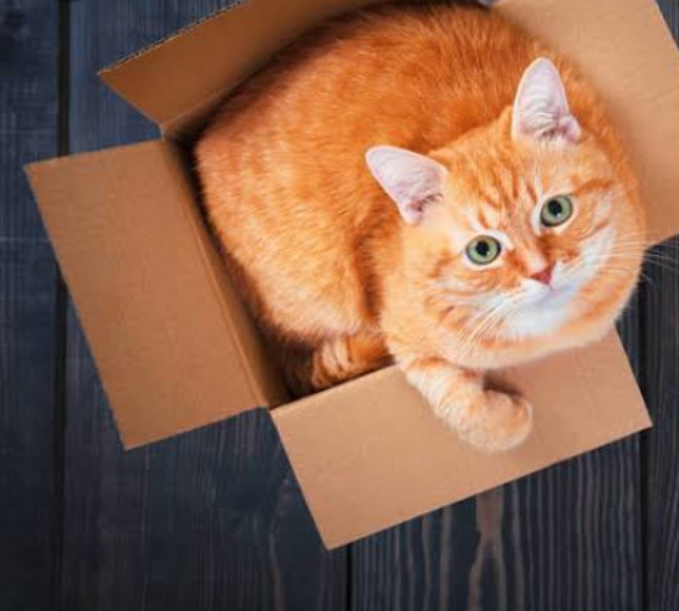 ถ้าคุณเจอแมวอยู่ในกล่องหน้าบ้านคุณคุณจะทำอย่างไร