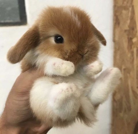 กระต่าย