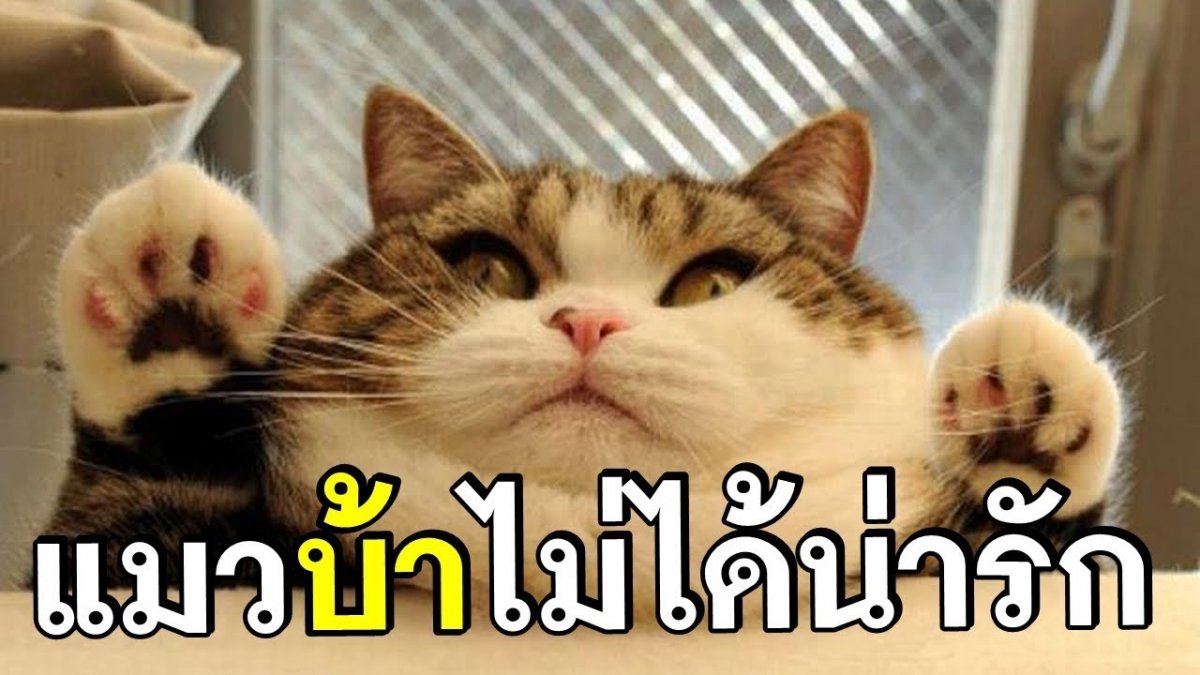 คุณเป็นคนยังไงกันแน่?