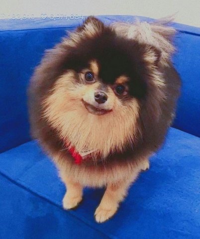 Yeontan