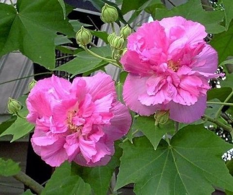 Hibiscus mutabilis