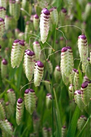 Quaking grass