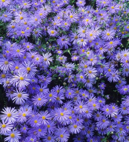 Michaelmas daisy