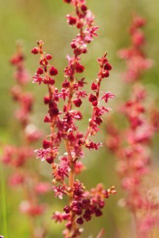 Swimming rumex flower