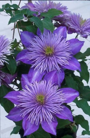 ดอกสกุลพวงแก้วกุดัน (Clematis)