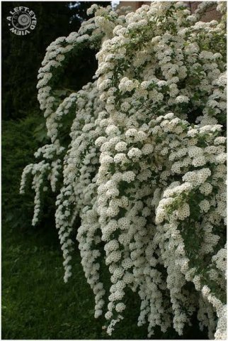 ดอกเมโดว์สวีท (Bridal Wreath tree)