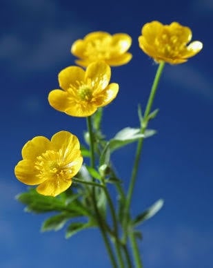 ดอกรานังคิวลัส หรือ บัทเทอร์คัพ (Ranunculus or Buttercup Flower)