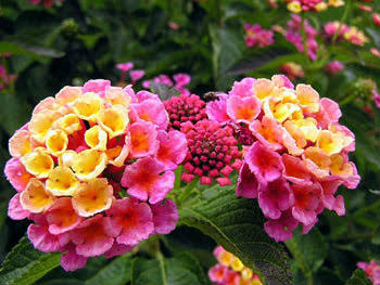 ดอกLantana