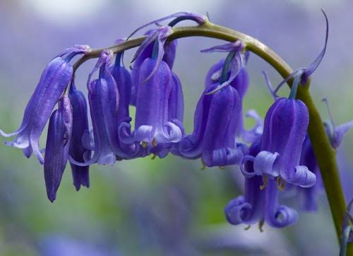 ดอกBlue Bells