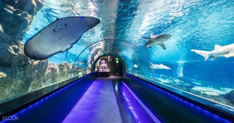 พิพิธภัณฑ์สัตว์น้ำโคเอ็กซ์ โซล (COEX Aquarium)