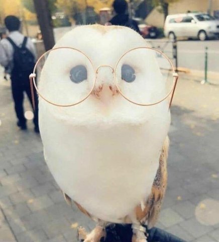 นกฮูก