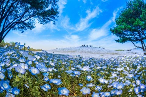 ดอกเนโมฟิลา (สีฟ้า)