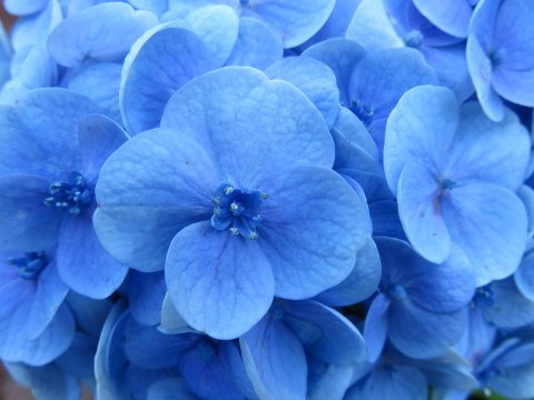ดอกไฮเดรนเยีย (สีน้ำเงิน)