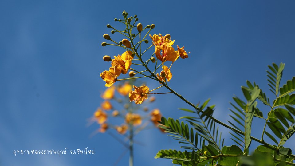 พรรณไม้สีเหลืองชนิดนี้ชื่ออะไร?