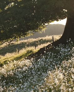 Take a walk at the flower garden