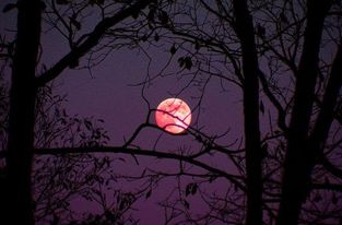 ทิวทัศน์ที่มืดครึ้มพร้อมกับพระจันทร์สีเลือด