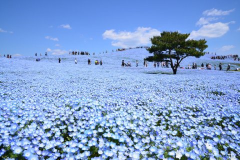 สวนดอกไม้สีฟ้า
