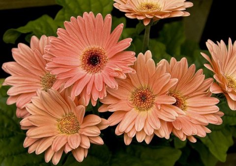 Gerberas