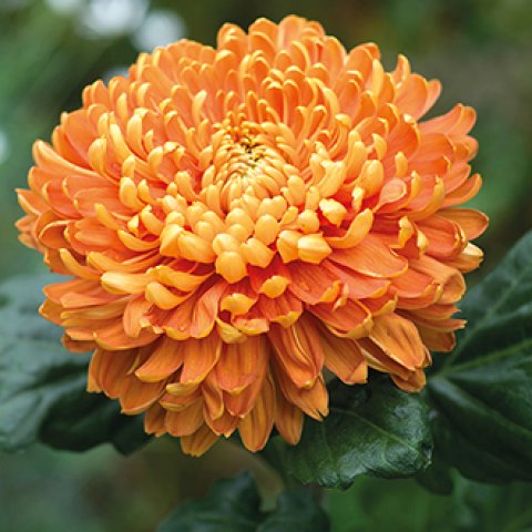 chrysanthemum