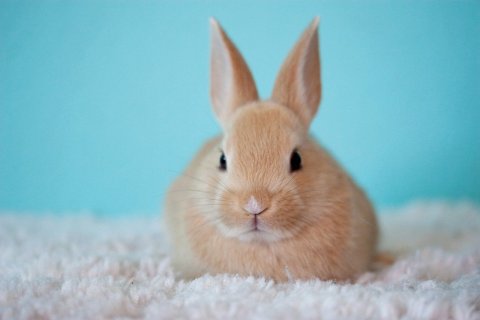 กระต่ายน้อยแสนน่ารัก