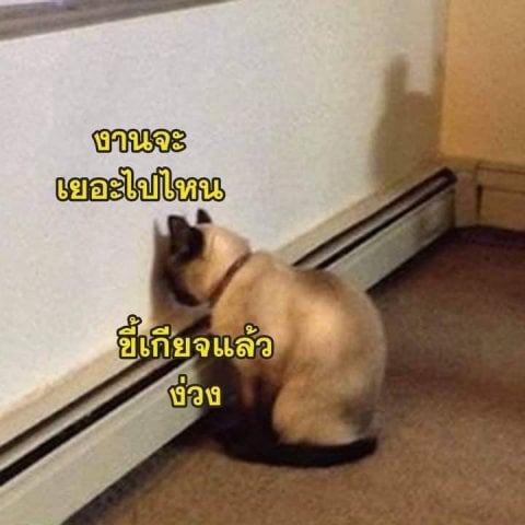 ขี้เกียจตัวเป็นขน