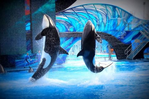 ชมการแสดงของปลาวาฬเพชรฆาตแสนรู้ที่สวนสัตว์น้ำซีเวิลด์ (Sea World)