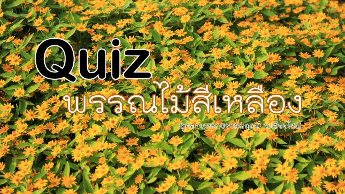 ทายชื่อพรรณไม้สีเหลืองกันจ้า!!