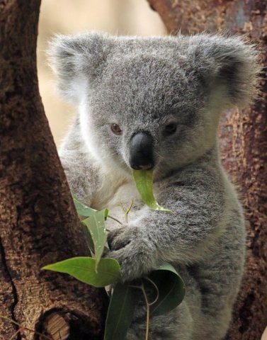 🐨