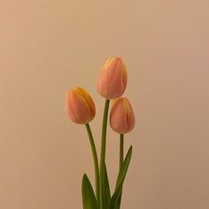 Tulips