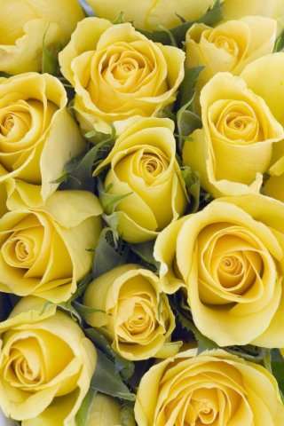 กุหลาบสีเหลือง ( Yellow Rose )
