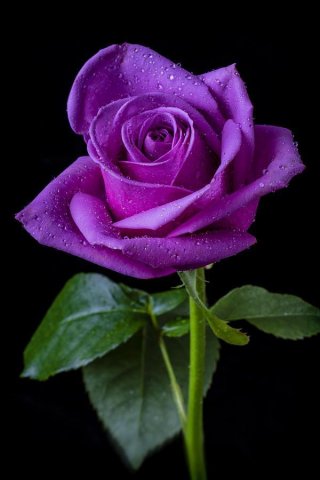 กุหลาบสีม่วง ( Purple Rose )