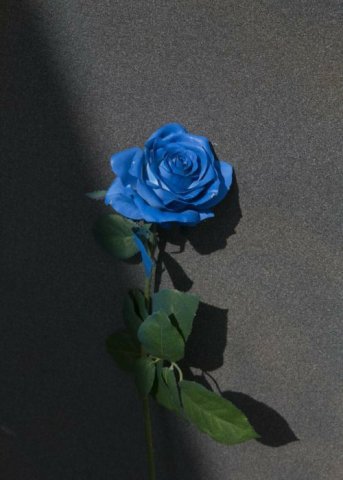กุหลาบสีน้ำเงิน ( Blue Rose )
