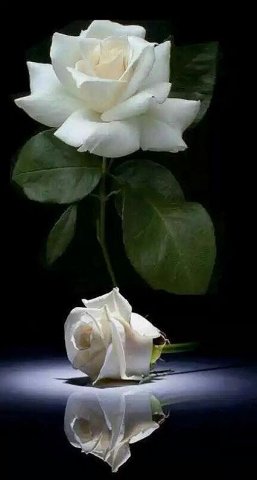 กุหลาบขาว ( White Rose )
