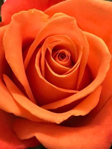 กุหลาบสีส้ม ( Orange Rose )