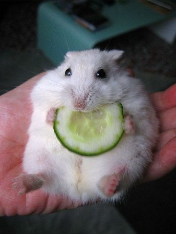 🐹🥒