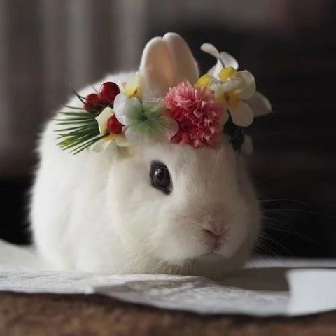 🐰🌼