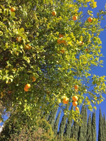 ต้นส้มบังขนาดนี้ จะเห็นแป๊ะไรเล่า😒😒😒
