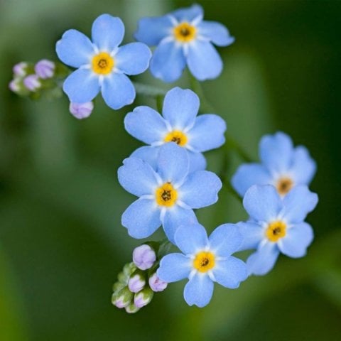 Forget Me Not