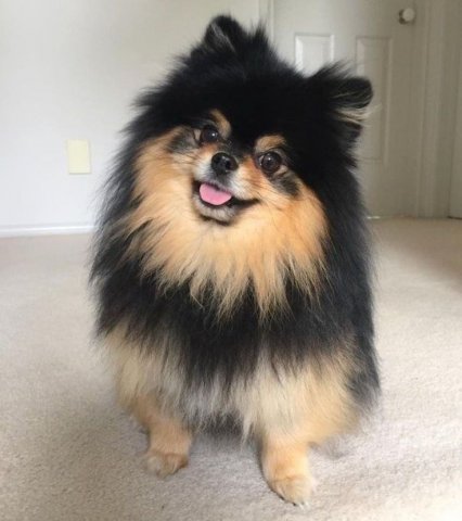 Pomeranian 🧸