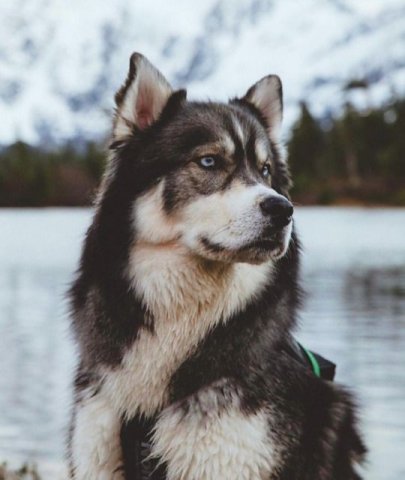 Alaskan Malamute 🏆