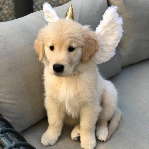 Golden Retriever 🦮