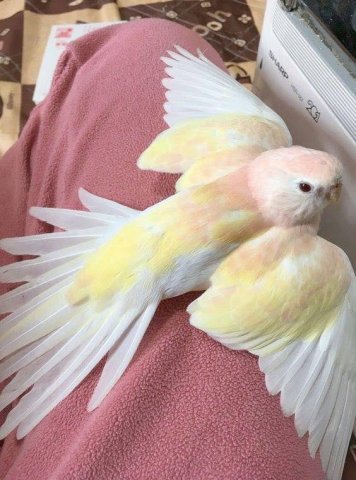 นุ้งนก สีสวยจัง