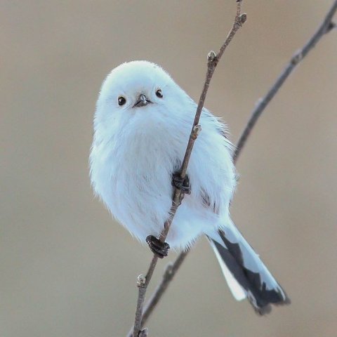 🐦นกหลายสายพันธุ์