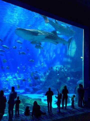 The fascinating aquarium