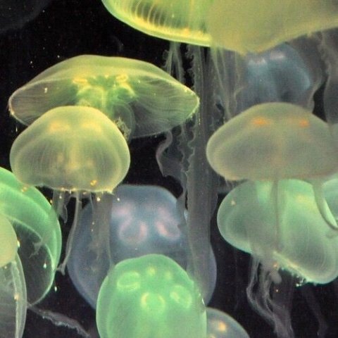 (see jellyfish) Cr.pinterest