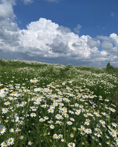 flower field💗.