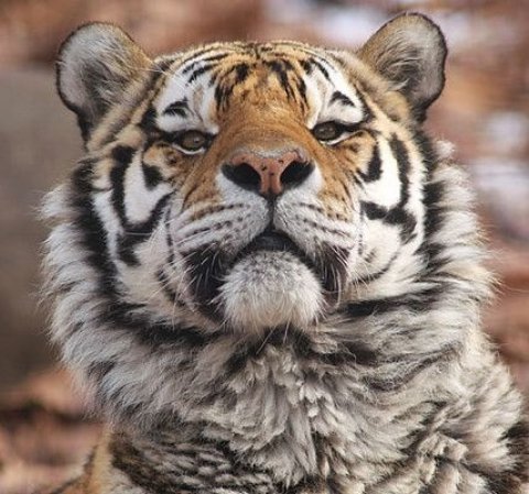 Tiger เสือ