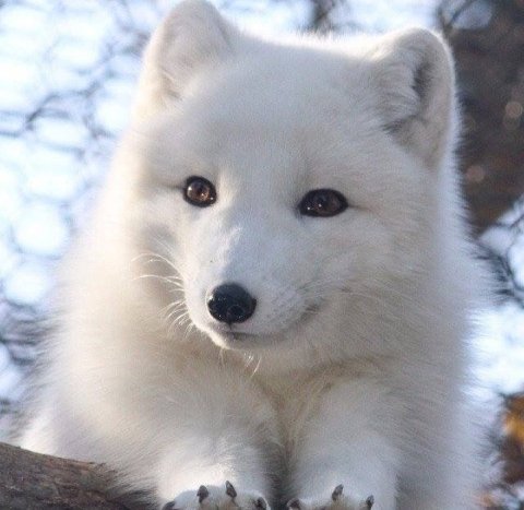 Polar fox จิ้งจอกขั้วโลก