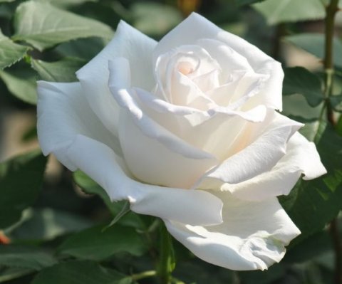 White rose ดอกกุหลาบขาว